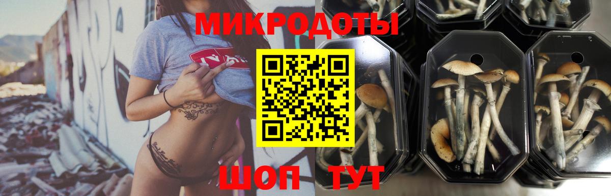Псилоцибиновые грибы Psilocybe  Галлюциногенные грибы прущие грибы  Унеча  Вход с VPN 